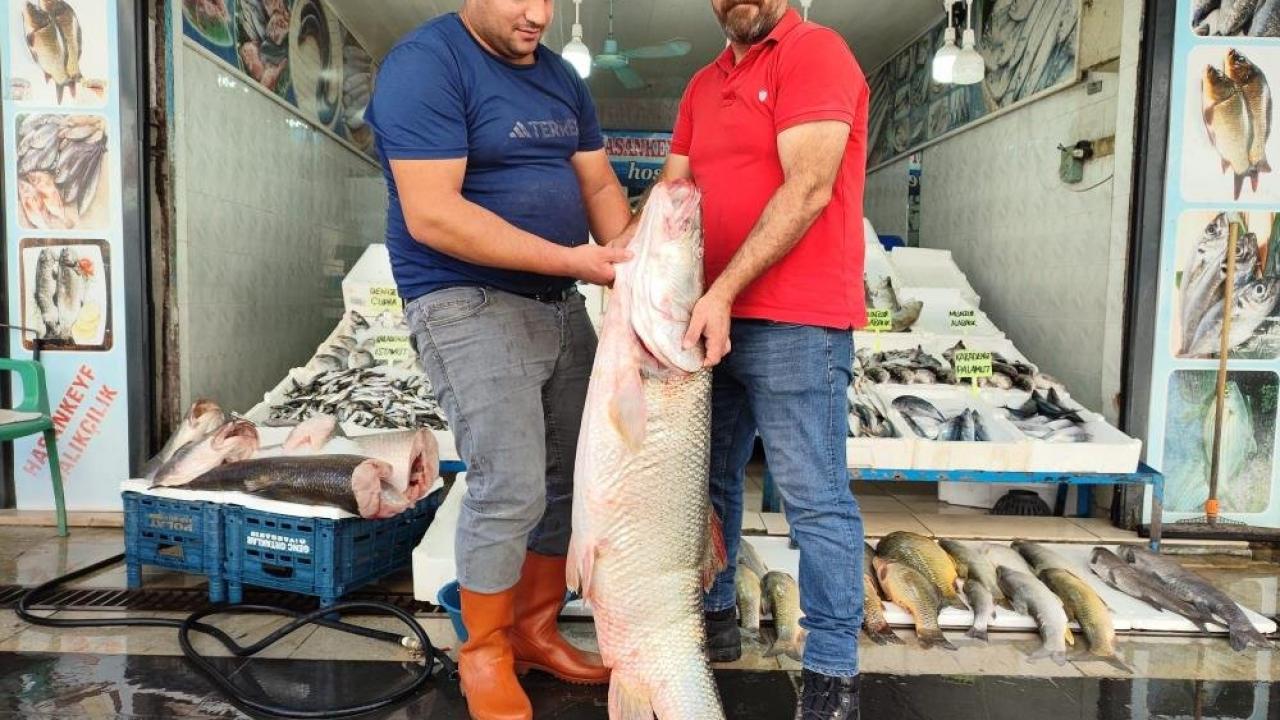 1,5 metre uzunluğunda dev balık tezgaha çıktı!