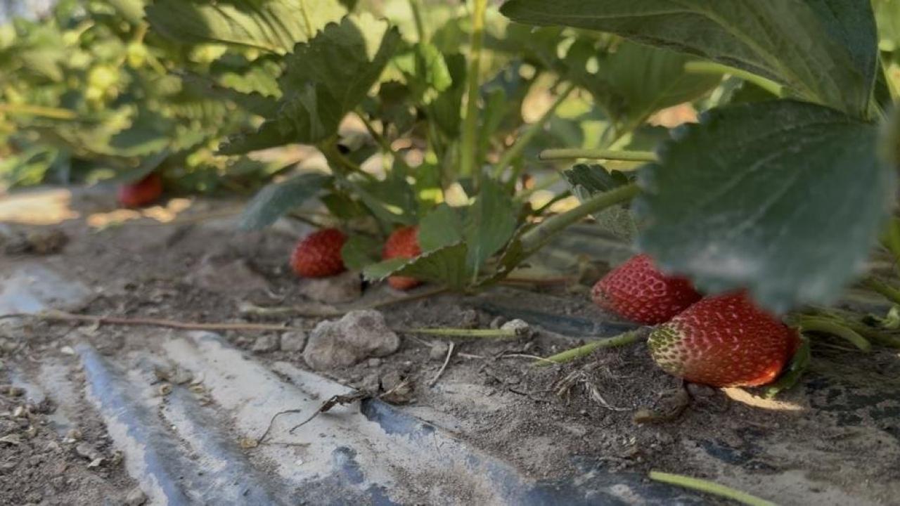 Doğu'da alternatif tarım: Patnos'ta 5 dönümlük tarlada çilek hasadı