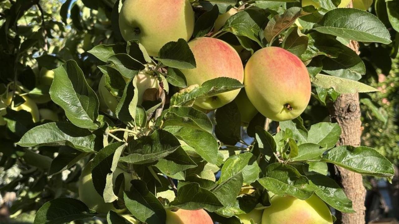 Bu elma dalından kopartıldıktan sonra 6 ay boyunca tüketilebiliyor