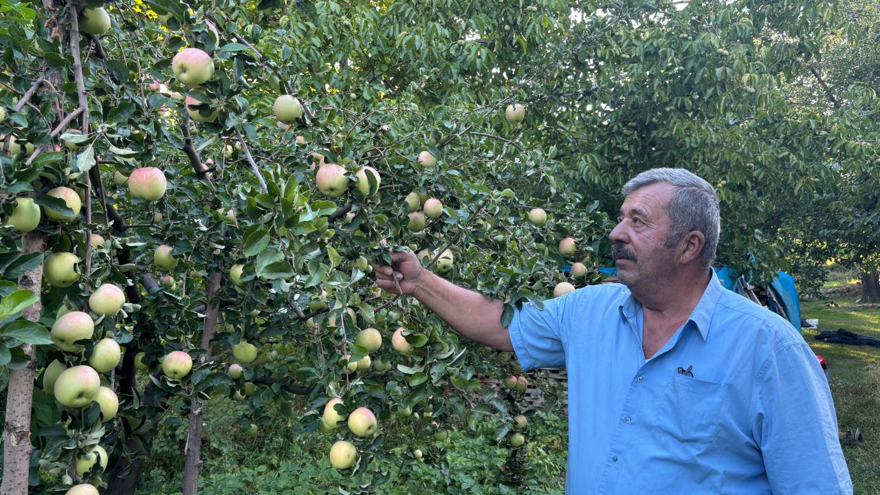 Dünyada sadece Sivas’ta yetişiyor: Bu elma dalından koparıldıktan sonra 6 ay dayanıyor