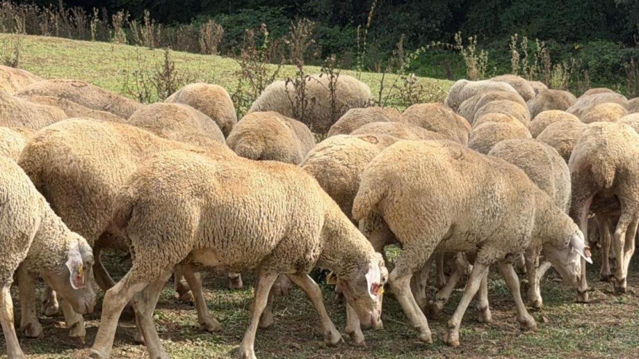 Kırsalda bereket, küçükbaşa destek