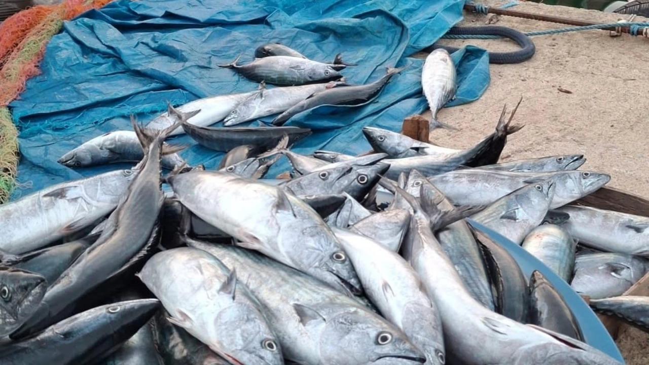 Karadeniz'de palamut bereketi! Kasalar dolusu çıkıyor, tanesi 75 lira