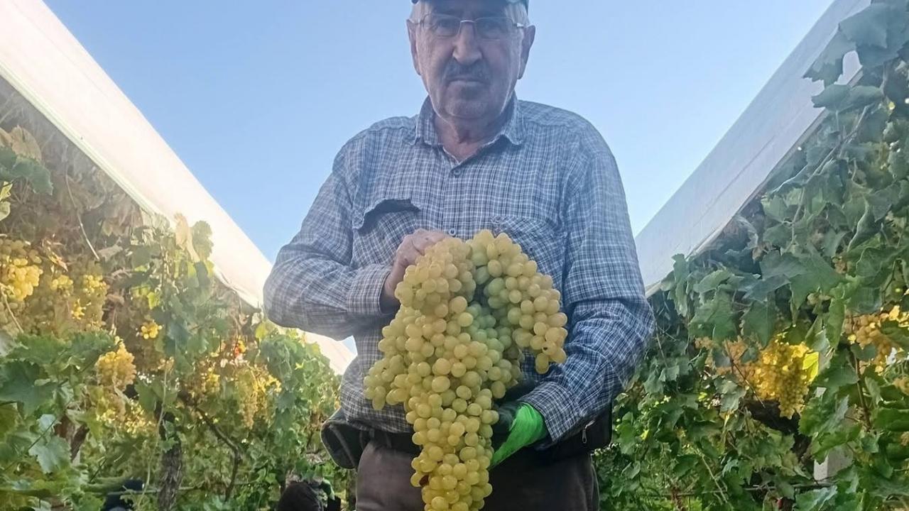 Manisa'da şaşkına çeviren hasat: Dev salkım 5,5 kilogram