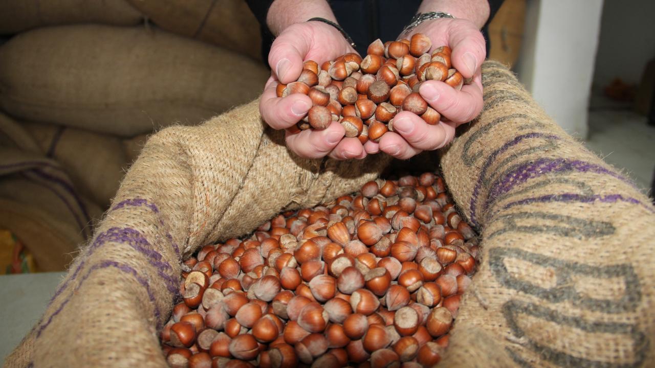 Fındık fiyatları dibi gördü! 185 liraya kadar geriledi, üretici TMO’ya koştu