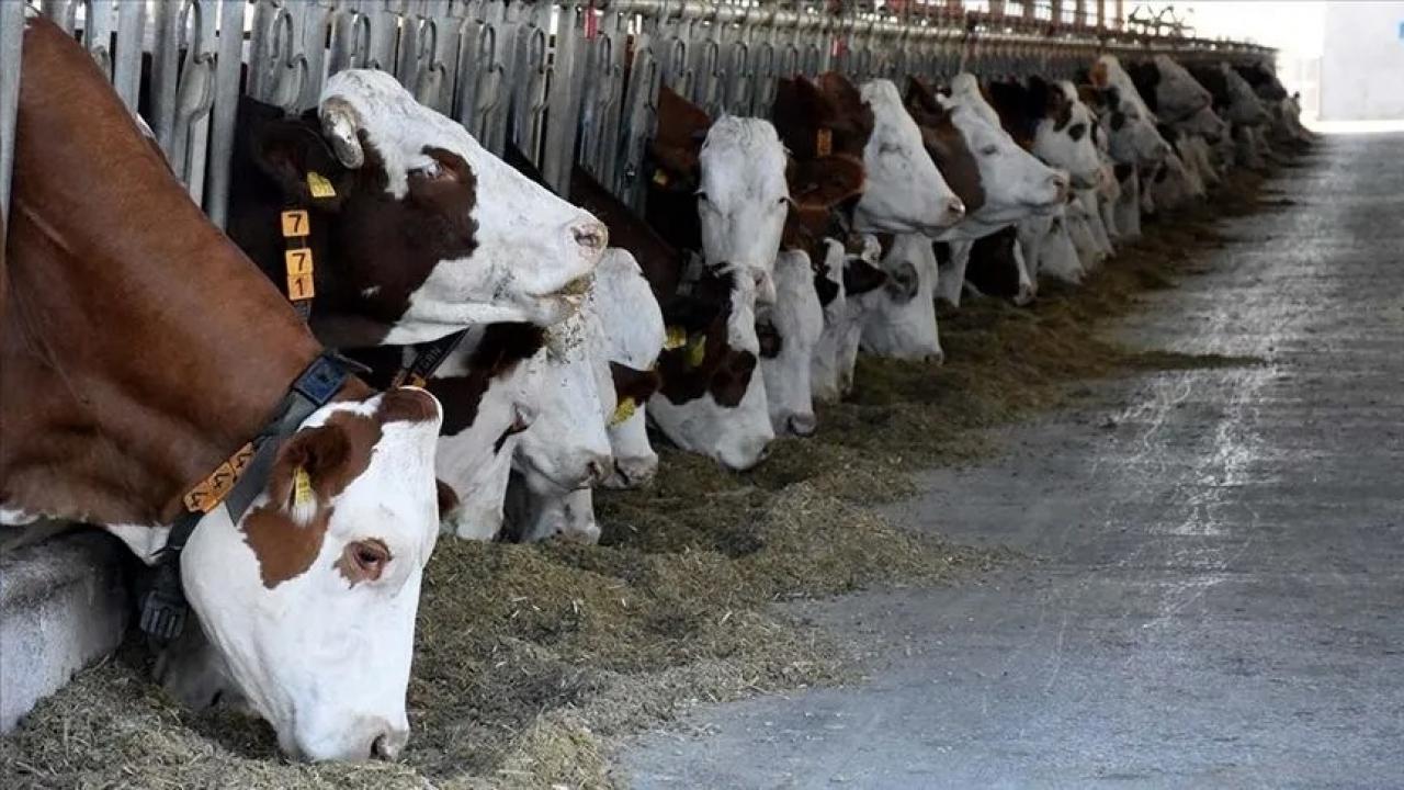 Hayvan varlığı haziran ayında arttı