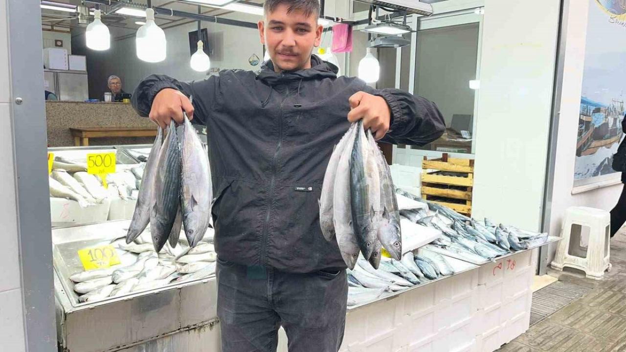 Sinop'ta palamut bereketi! Tezgahlarda fiyatı 50 liraya kadar geriledi