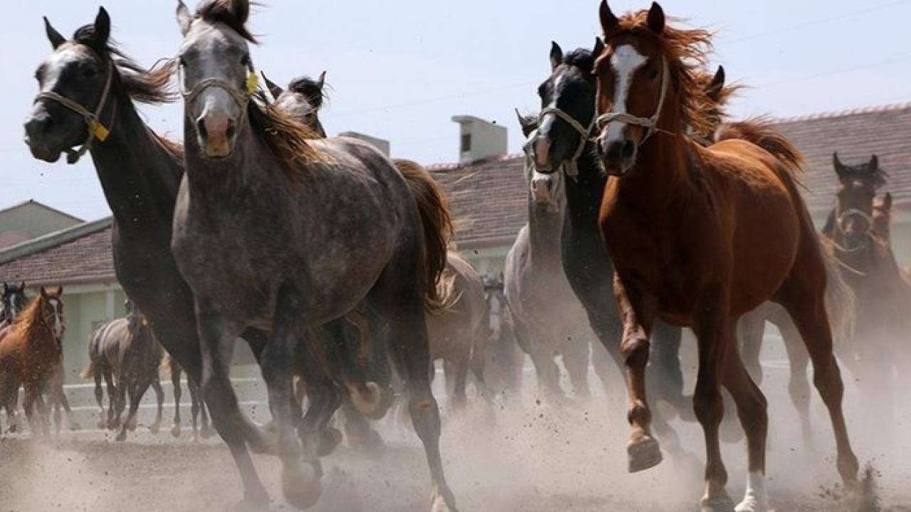 15 safkan Arap tayı rekor fiyata satıldı!