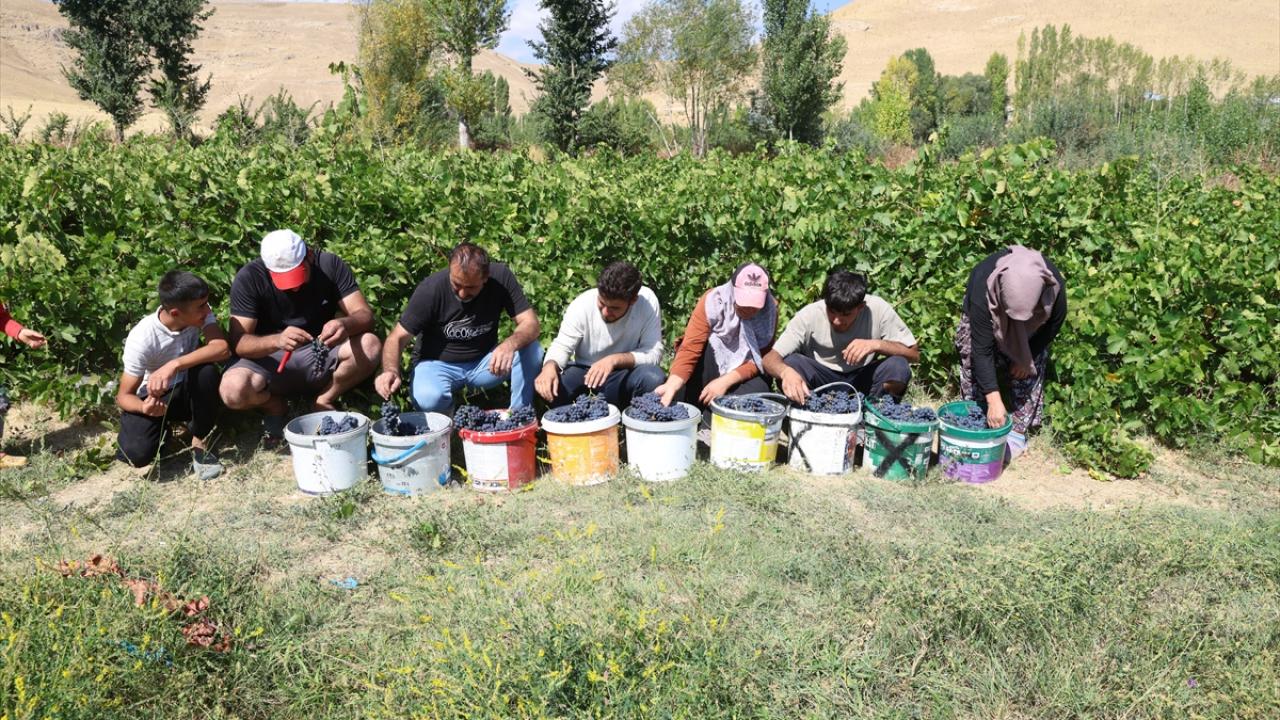 3 bin yıllık mirasta hasat heyecanı! Erciş karasında yüksek rekolte bekleniyor!